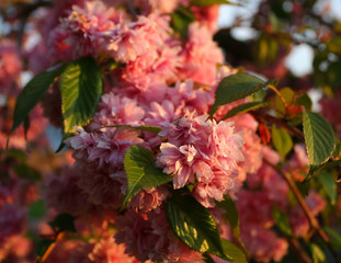 Tree in the light of the setting sun