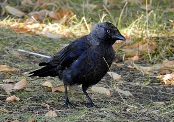 animal bird called jackdaw the most common and most often seen in the city of Białystok in Podlasie, Poland