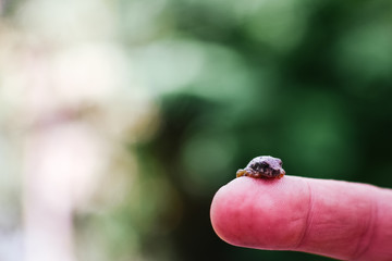Little frog posing on a finger