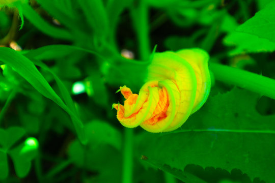 flower zucchini yellow flowers in the field close up photo stock
