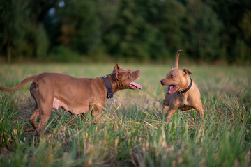 Two american pit bull terriers are playing on a field near the forest.