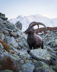 Alpine Carpa Ibex (wild goat) in the France Alps. Monte Bianco range with Mont Blanc mountain on...