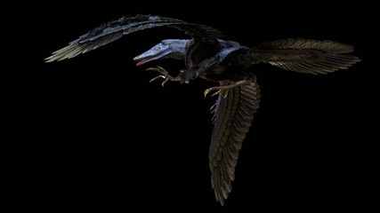 Archaeopteryx, extinct bird-like dinosaur from the Late Jurassic period around 150 million years ago isolated on black background