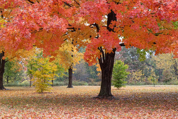 Autumn Trees - obrazy, fototapety, plakaty