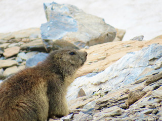 Parc de la Vanoise - Marmotte