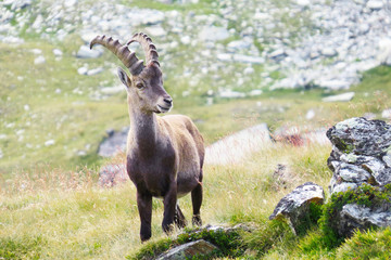 Parc de la Vanoise - Bouquetin
