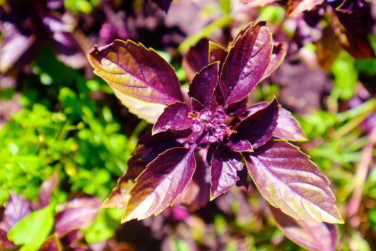Violet basil image stock purple red