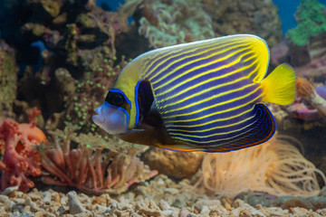 Naklejka na ściany i meble Marine fish with beautiful colors