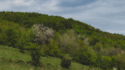 Obraz premium Wiosenne drzewa w Beskidzie Żywieckim 