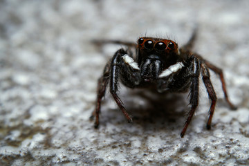 Super macro shot jumping spider a second before jumping to my camera