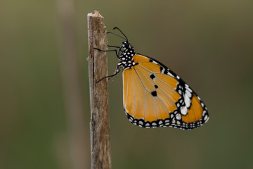 Monarch, Danaus plexippus is a milkweed butterfly (subfamily Danainae) in the family Nymphalidae butterfly in nature habitat.
