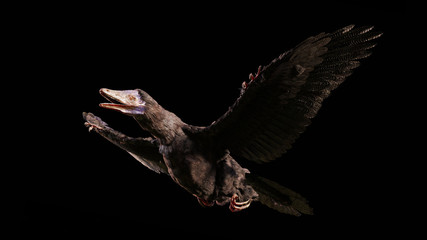 Archaeopteryx, species that is transitional between non-avian dinosaurs and modern birds from the Late Jurassic period isolated on black background