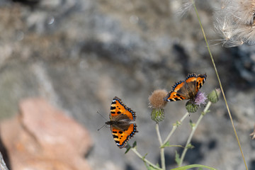 A closeup picture of two colorful small tortoiseshell butterflies on a green plant. Grey blurry background