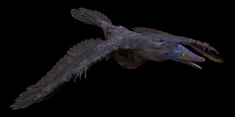 Archaeopteryx, species that is transitional between non-avian dinosaurs and modern birds from the Late Jurassic period isolated on black background