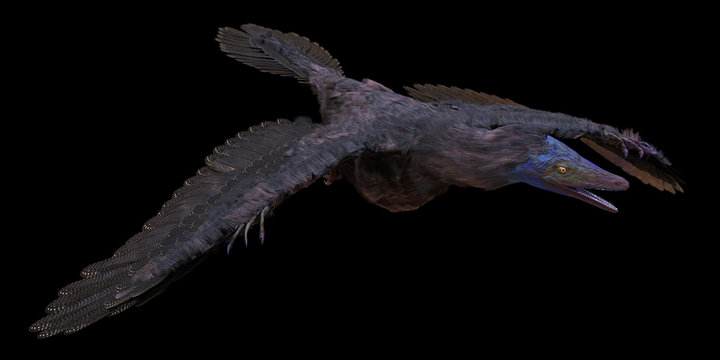 Neornithes Bilder Durchsuchen 2,058 Archivfotos, und