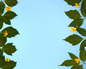 Small yellow flowers and green leaves on blue copy space background.