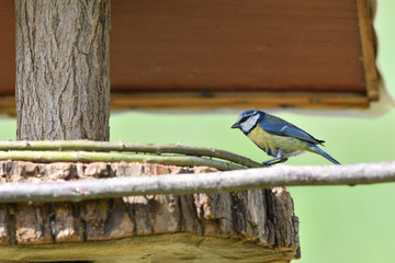 Feeding the blue titmouse with sunflower seeds in the garden
