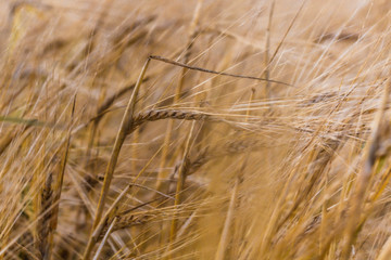ears of wheat are swaying in the wind, a field of rye