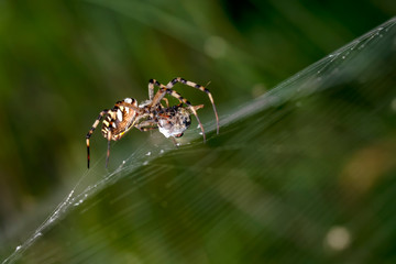 Beautiful spider on a spider web 