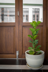 Plant in concrete pot stands on wooden background