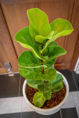 Plant in concrete pot stands on wooden background