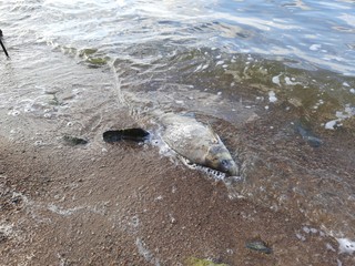 dead fish near fishing rods in lake water