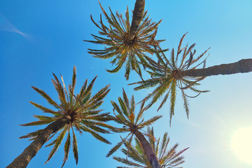 Fototapeta premium Tops of palm trees against blue sky background