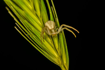 Macro of yellow crab spider 