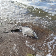 dead fish near fishing rods in lake water