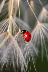 Beautiful ladybug on leaf defocused background