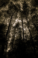 Obraz premium Looking upwards to the silhouetted natural beauty of pine trees forest 