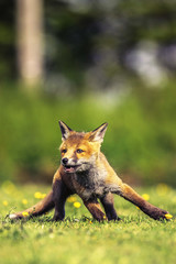 red fox cub