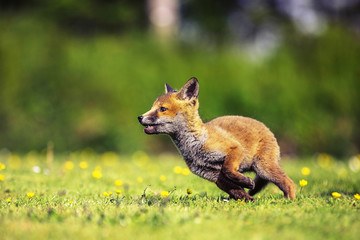 fox in the grass