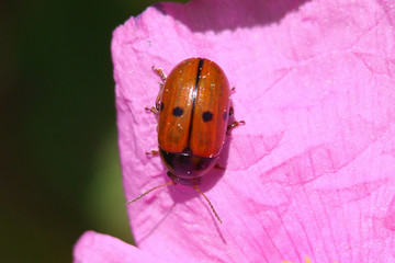 Beetle (Gonioctena aegrota)