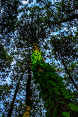 Fototapeta premium Looking upwards to the natural beauty of the pine trees