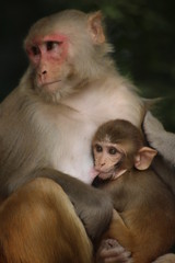Fototapeta premium Rhesus Macaque Mother & Child