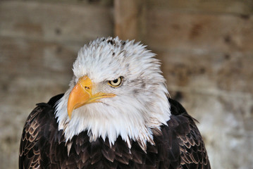 american bald eagle