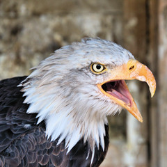 american bald eagle