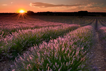 Sunset at lavender fields in Brihuega