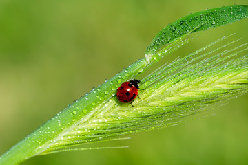 Beautiful ladybug on leaf defocused background