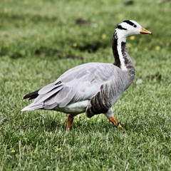 A view of a Bar Headed Goose in London