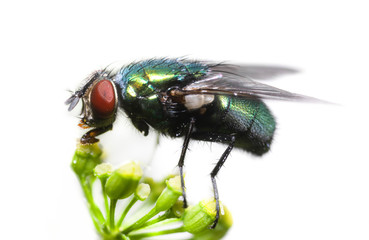 Green Bottle Fly