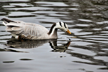 A view of a Bar Headed Goose in London