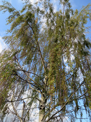 An Old Birch Tree in the Front Yard