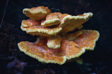 Orange textured wood mushroom on dark background