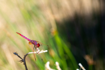 Close-up view of a red dragonfly (Crocothemis erythraea male) perched on a reed