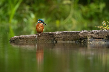 Kingfisher on a rock