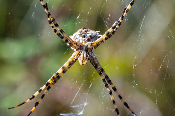 Details of a tiger spider (Argiope lobata) in its web one summer morning in Andalusia