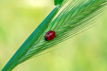 Beautiful ladybug on leaf defocused background