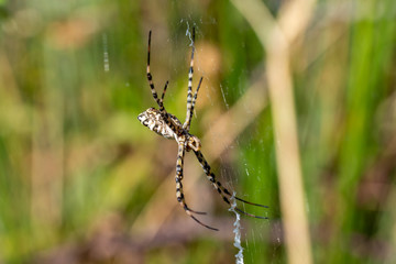 Details of a tiger spider (Argiope lobata) in its web one summer morning in Andalusia